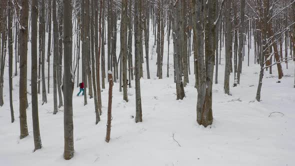 Splitboard and Ski touring Concept. Friends going Uphill in a line in the mountains forest woods