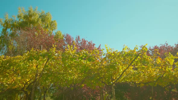 Row of Grapevines with Yellow Leaves on Branches in Autumn