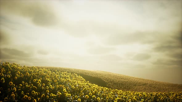 Sunflower Field and Cloudy Sky