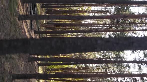 Vertical Video of a Forest Landscape on an Autumn Day in Ukraine