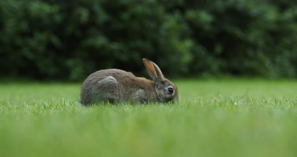 A Lone Wild Rabbit Feeding On The Green Grass In The Park Of Amsterdam, Netherlands. - low-level sho