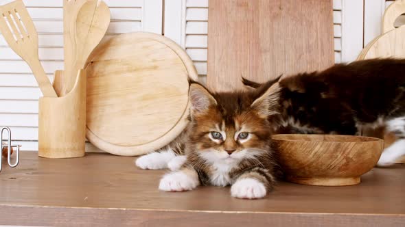 Cute Grey Kittens Playing on the Kitchen Table