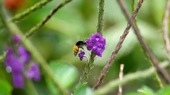 Yellow Bee Extracting Pollen from the Flowers