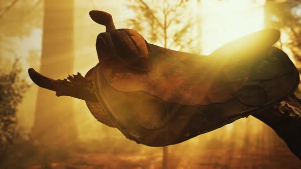 Vintage Leather Horse Saddle on the Dead Tree in Forest at Sunset