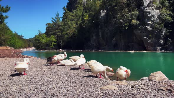 Group of white domestic geese on poultry farm with lake.