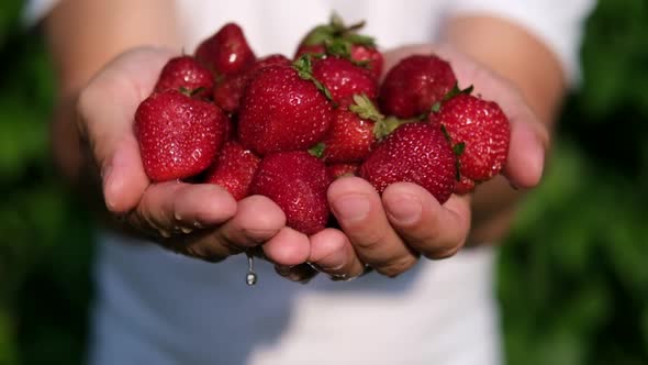 Vintage Red Juicy Ripe Strawberries Close Up of Farmer in Hands Delicious Summer Berries