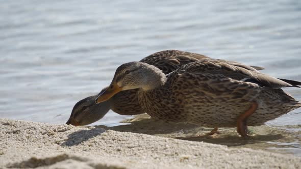 Duck By the Lake Eating Grass Wildlife