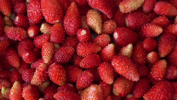 Rotation Macro Wild Strawberry