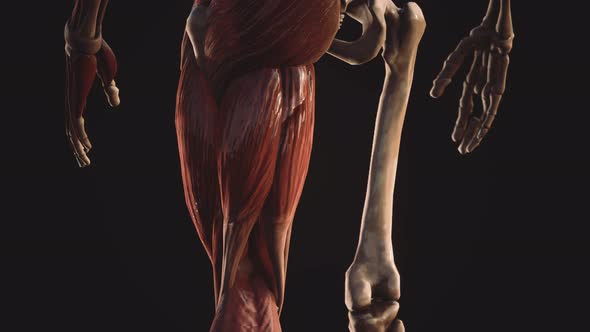 Muscular and Skeletal System of Human Body alt