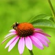A bee is sitting on an echinacea flower. Pollination of a flower close-up. - VideoHive Item for Sale