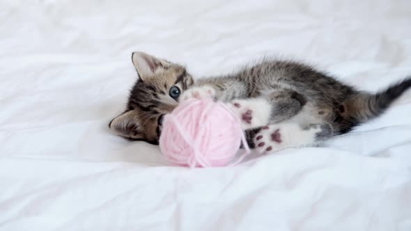 Striped Domestic Kitten Playing Home