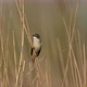 Great reed warbler (Acrocephalus arundinaceus) - VideoHive Item for Sale