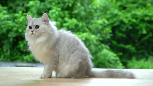 Cute Persian Cat Sitting And Looking On Wood Table