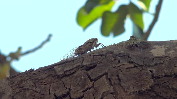 A Grey Cicada Camouflaged On Tree