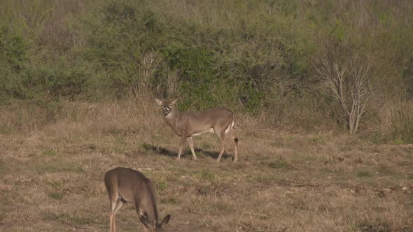 a whitetail buck in Texas, USA