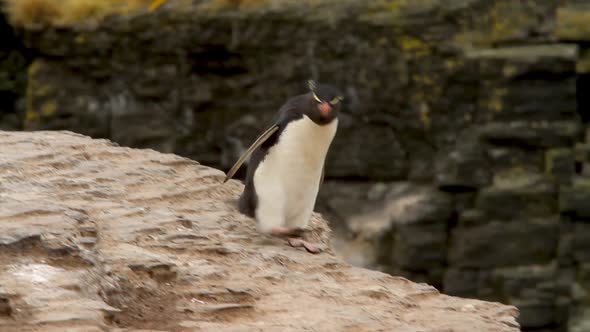 Rock Hopper Penguins Shot In The Falkland Islands