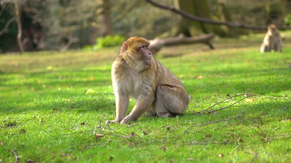 A macaque monkey in a green forest