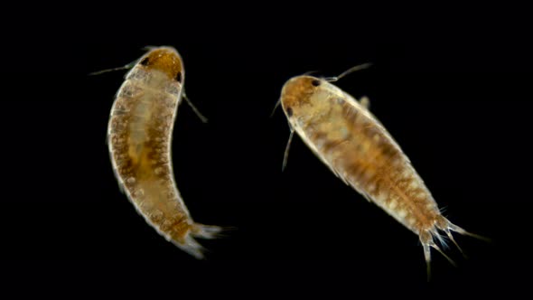 the Larva of the Parasitic Isopoda Under the Microscope, at the Cryptoniscium Stage