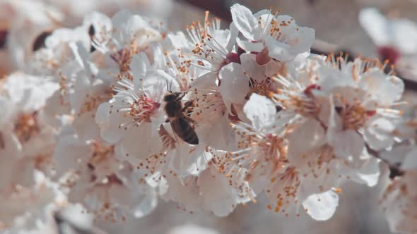 Bee Flying Around the Almond Blossom