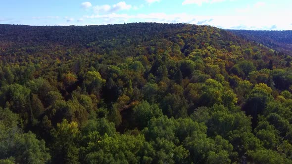 Aerial Video of Forest in Summer at Sunset, Countryside