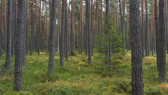 Flying in the shadow autumn pine forest between trees.