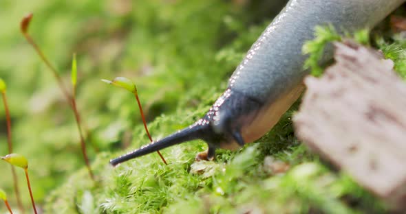 Macro Footage with Slug. Land Slug, Shell-less Terrestrial Gastropod Mollusc in Autumn Forest