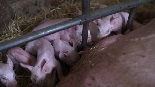 Piglets Drink Milk. Young Pigs in Agricultural Farm