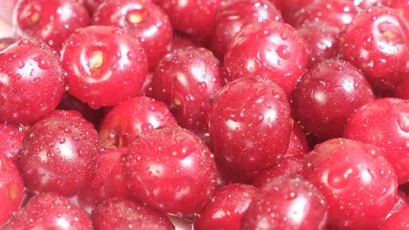 Close Up of Red Ripe and Sweet Cherries with Water Drops