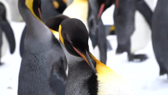 Close Up Of Penguins On The Snow