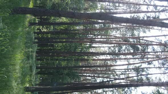 Vertical Video of Forest Landscape in Summer Slow Motion