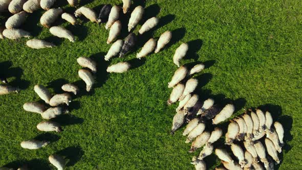 Sheeps on mountain hills.