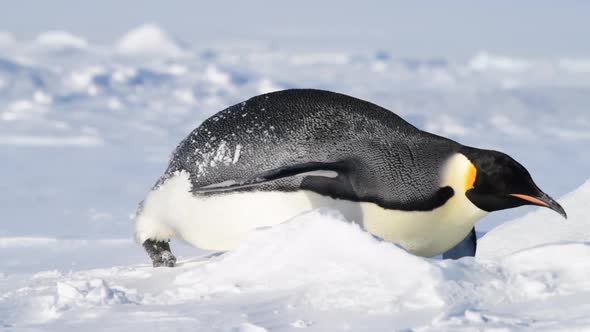 Emperor Penguin on the Snow in Antarctica