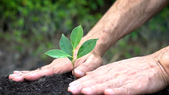 Senior Hand Growing Caring a Young Tree Sprout