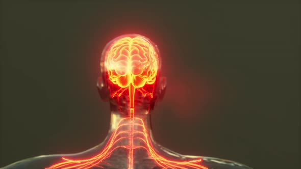 Spinal Cord Nerve Energy Impulses Into Brain