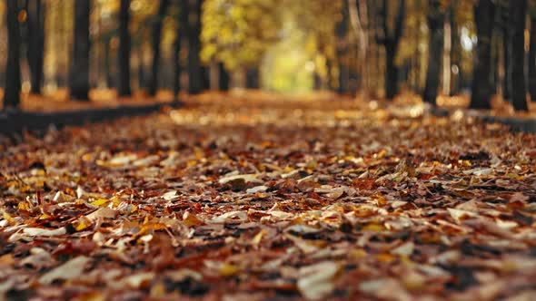 Autumn Alley Full of Fallen Dry Leaves