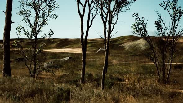 Trees on Patch of Grass with Among Pine Trees in the Middle of the Sand Dunes