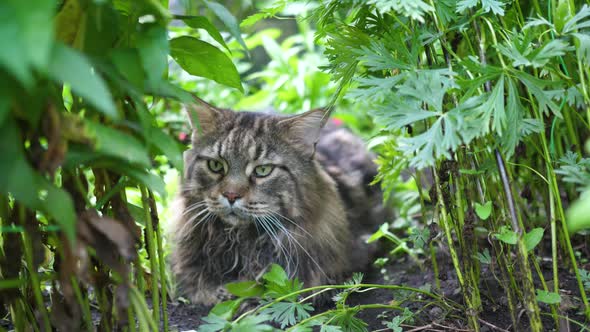 Big Gray Cat Sitting in the Garden Bush