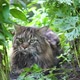 Big Gray Cat Sitting in the Garden Bush - VideoHive Item for Sale