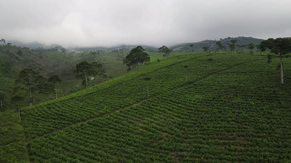Aerial view of foggy mist tea plantation in Indonesia