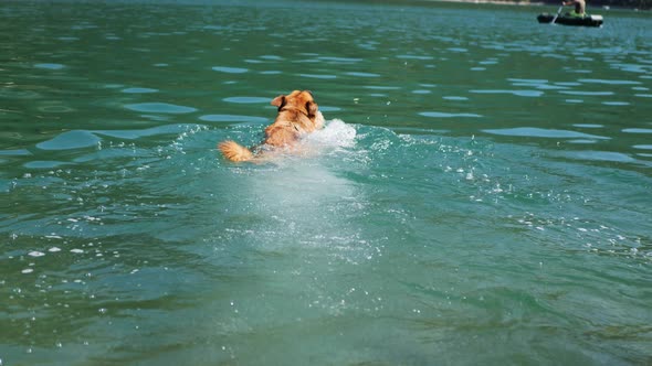 German Shepherd Dog Swimming in the Lake