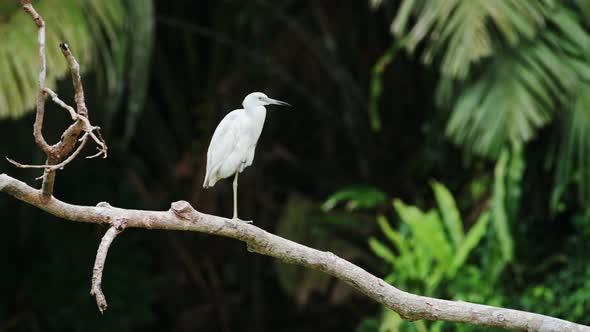 Little Blue Heron (egretta caerulea), Costa Rica Birds and Wildlife, Perched Perching On a Branch in