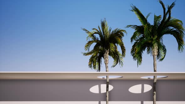 Two Big Palm Trees Background the Blue Sunny Sky