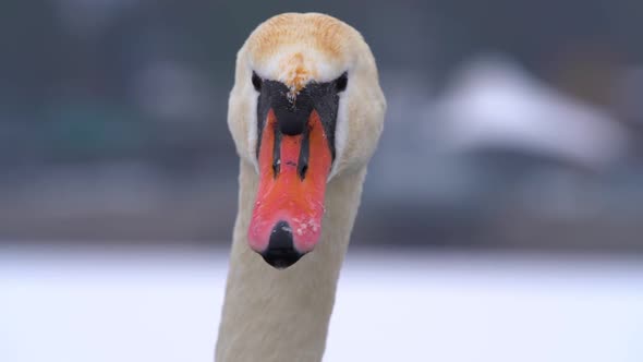 The swan (cygnus olor) looking into the camera