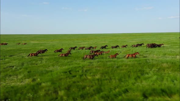 Wild Horses Running Wild Mustangs Run on the Beautiful Green Grass