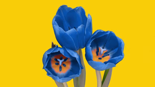 A Bouquet of Beautiful Blue Tulips on a Yellow Background the Colors of the Flag of Ukraine the