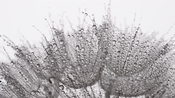 Water Drops on a Dandelion Seed