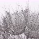 Water Drops on a Dandelion Seed - VideoHive Item for Sale