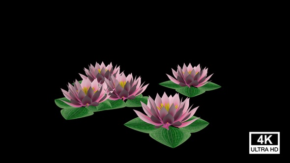 Water Lily Flowers Growing alt