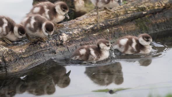 Cute and curious greylag goslings slip off edge into shallow water; slow motion