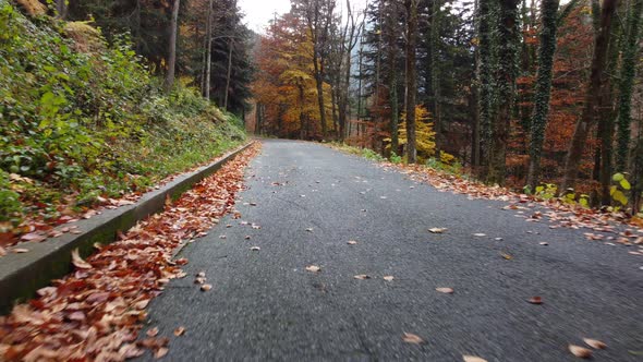 Autumn road in mountain forest, yellow and red foliage trees